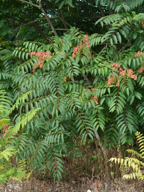Ailanthus altissima